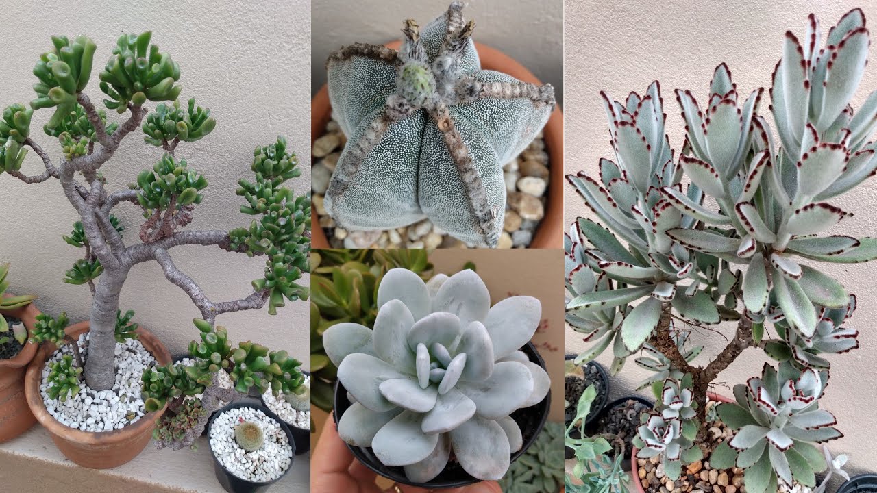MINHAS 10 SUCULENTAS FAVORITAS