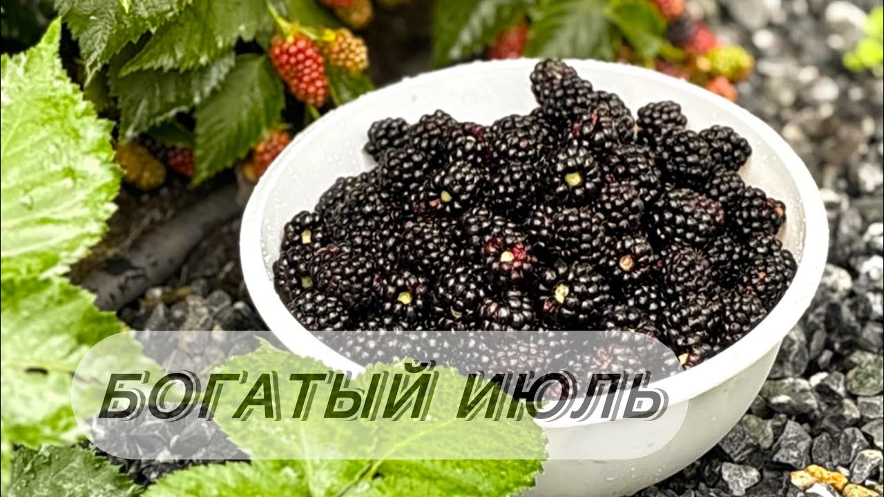 На даче 25.07||шикарная ежевика|| пересаживаю свою малину || переезд кормушки || сбор томатов.  