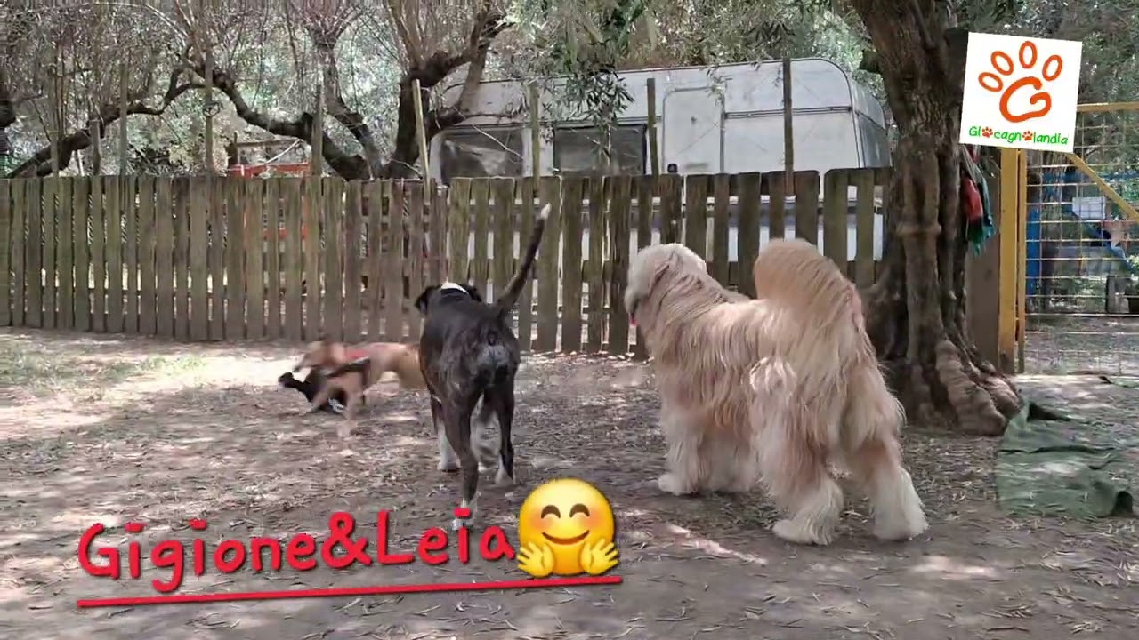 Giocagnolandia il parco giochi a 4 zampe Caserta