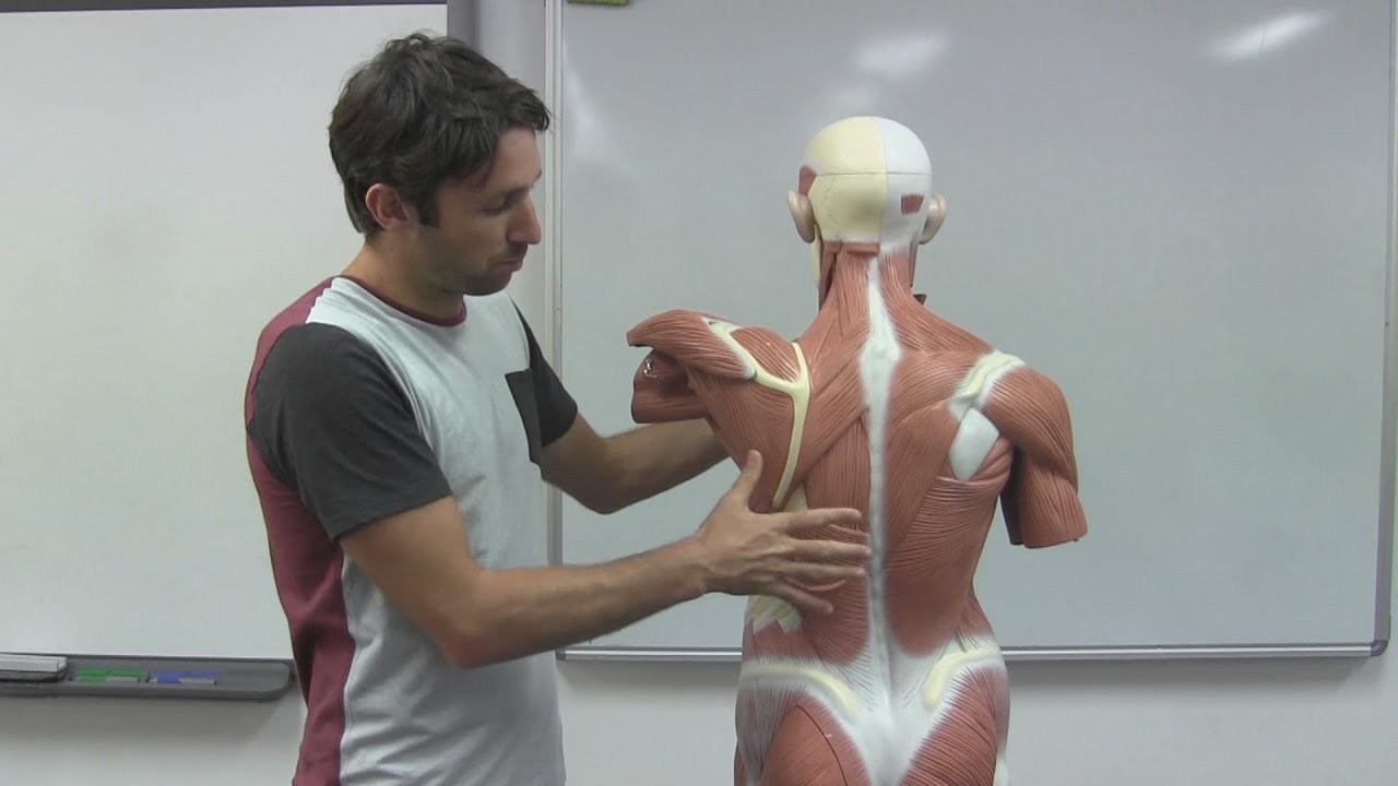 Muscles of the Trunk