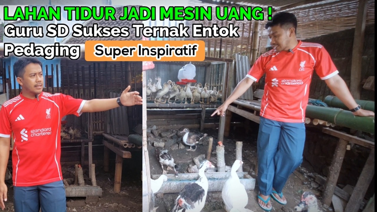 KISAH NYATA GURU SD DI PERUMAHAN PADAT! Sukses Ternak Entok dari Lahan Tidur Pinggir Sungai