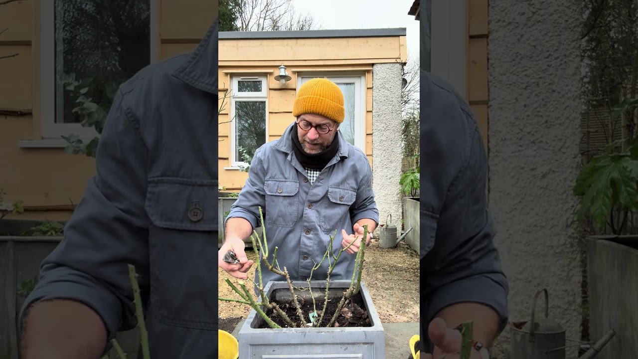Обрезка кустовых роз (полуукоренившихся) #gardenerben