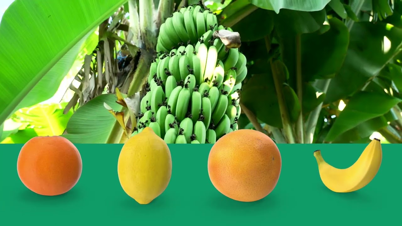 Eshowe Nkwaleni Farm for Sale