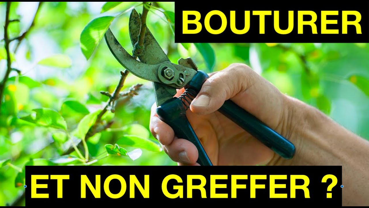 BOUTURER ET NON GREFFER LES POMMIERS ET POIRIERS DE VARIÉTÉS SÉLECTIONNÉES ?