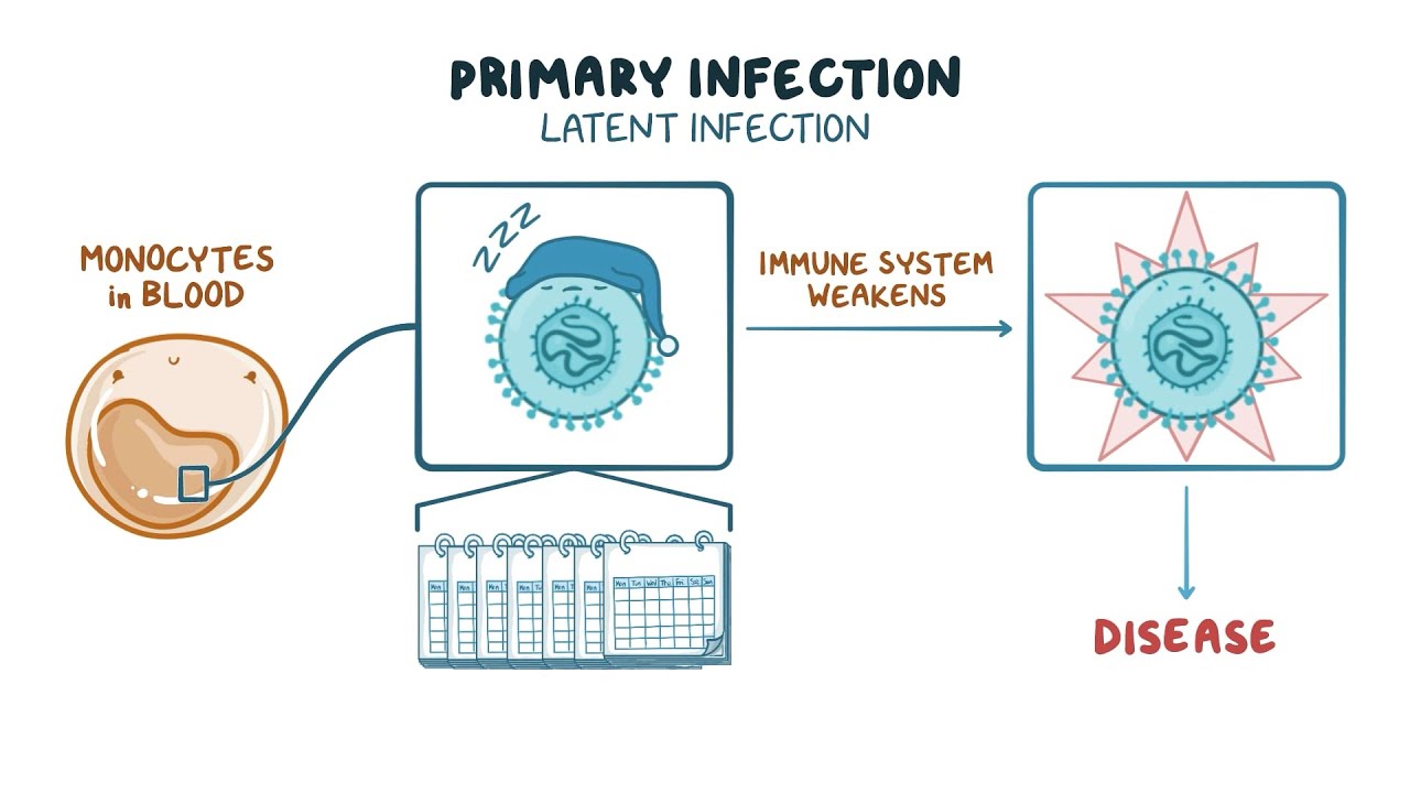 Understanding Cytomegalovirus (CMV) Infection After Transplant