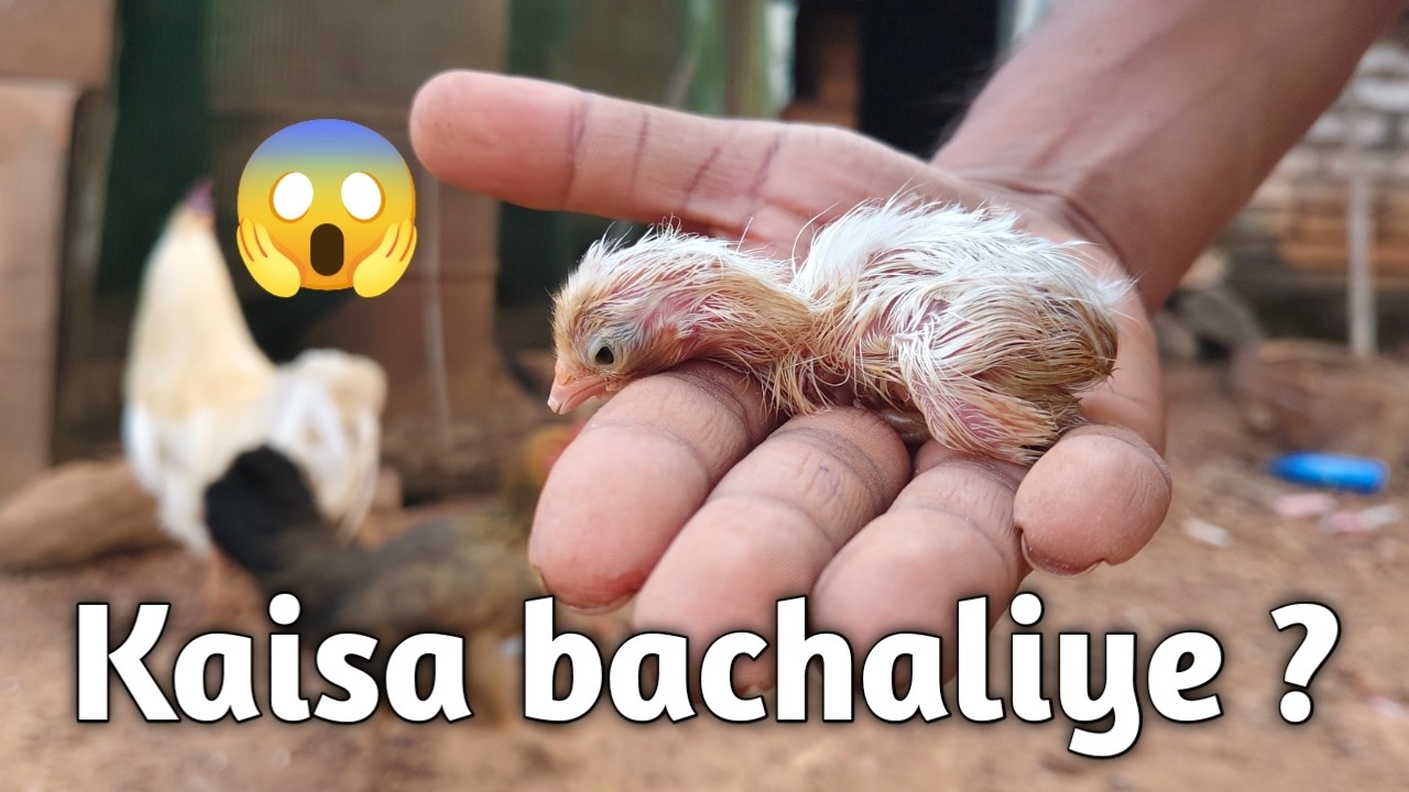 Ande mein se murgi ke bacche ko chhilkar kaise nikale 🐣