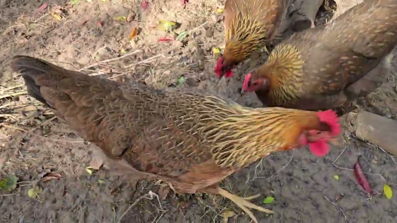 28 Week Old Welsummer Chicks Love coneflower in Bergamot seeds
