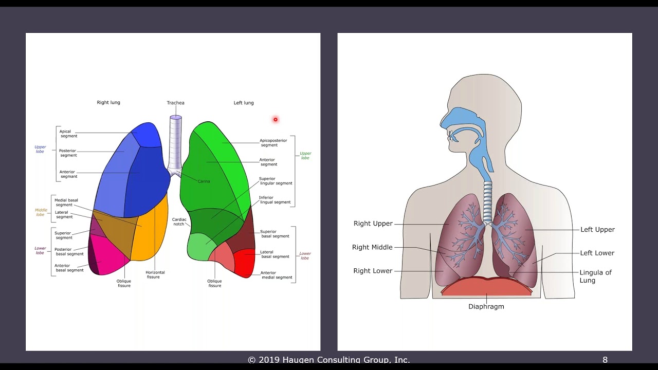 HCGTV: Webinar - Scope out these Codes: Bronchoscopies CPT Coding