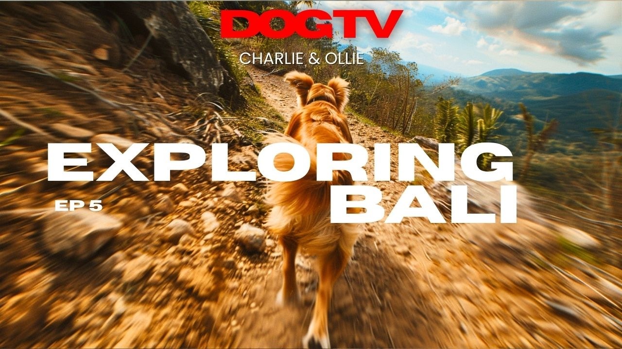 1 Hour Dog Walk With Ollie in Bali 🌴 Forest Trails, Mountain Views & Beaches