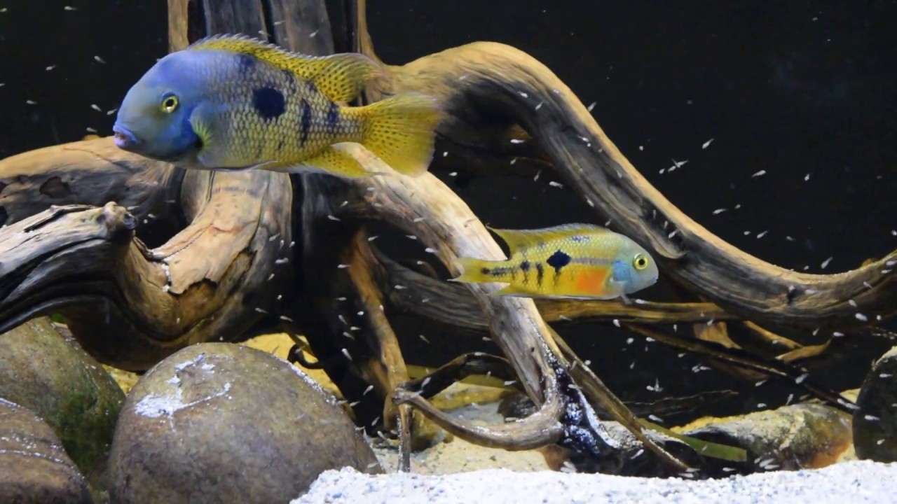 Hypsophrys Nicaraguensis with youngsters april 2018-3