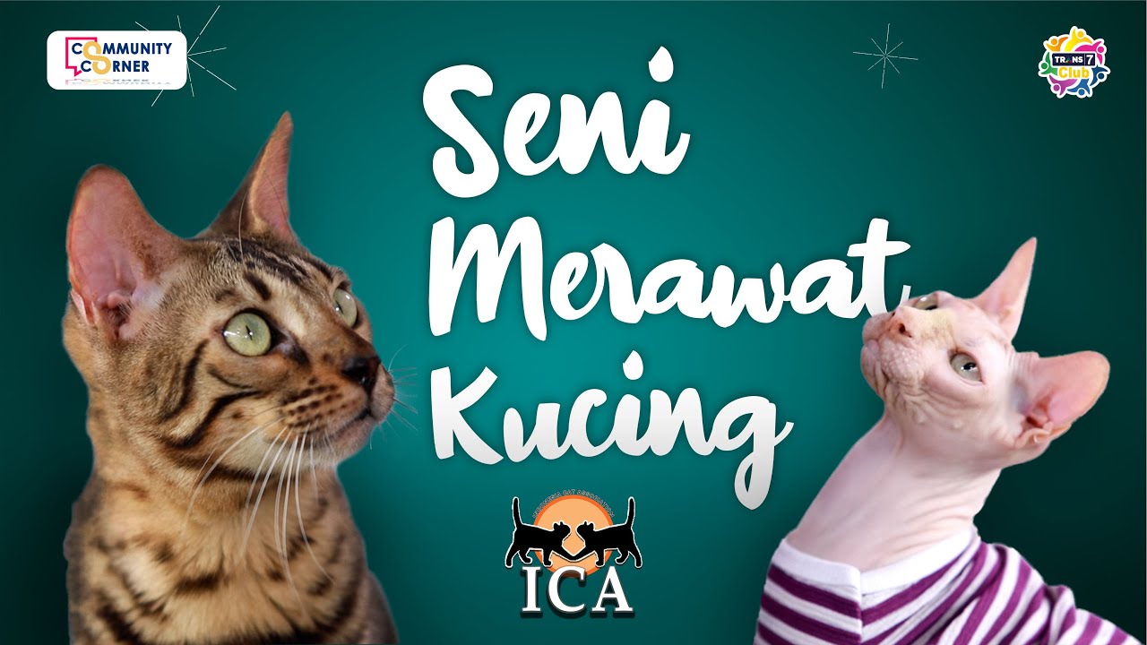 SENI MERAWAT KUCING BERSAMA INDONESIA CAT ASSOCIATION | Community Corner (18/10/2021)