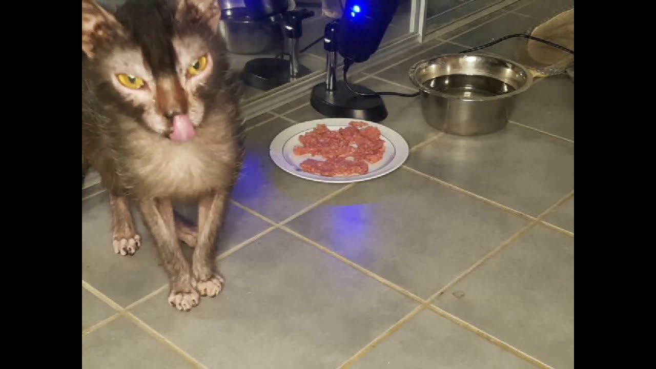 Timid Lykoi Cat Eating Beef (Lucie's first mukbang video!) | Satisfying ASMR, no talking