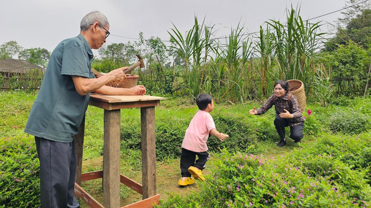 Grandpa makes handicrafts: Phuc Binh harvests sticky corn to sell | Life of mountain people.