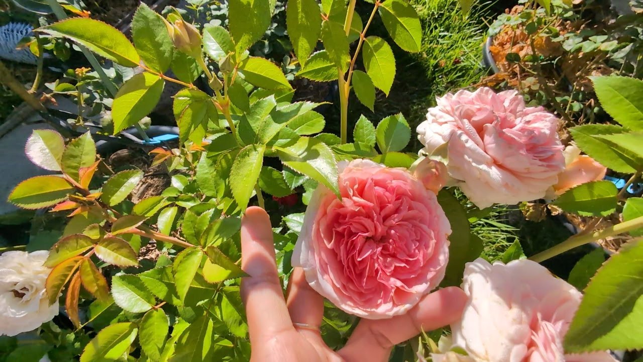 Grand rose tour Mid summer 2026