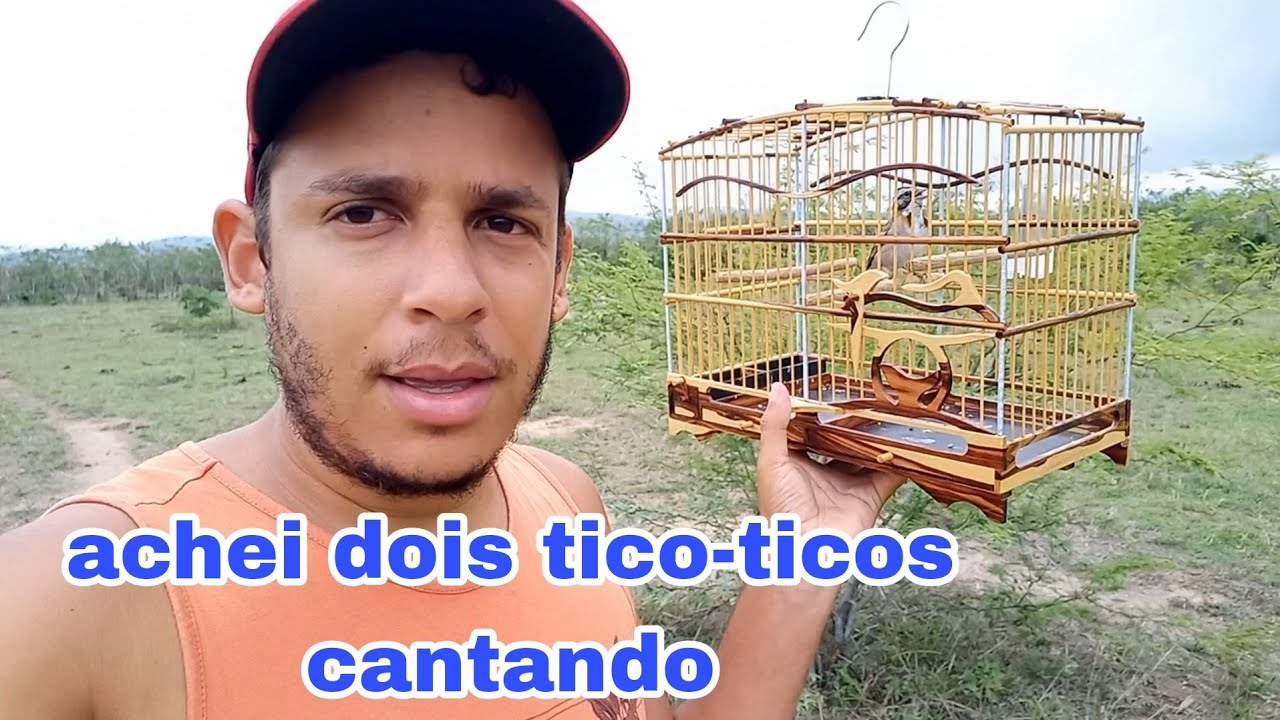 mais um tico-tico m&aacute;quina. esse tico-tico tem muita fibra