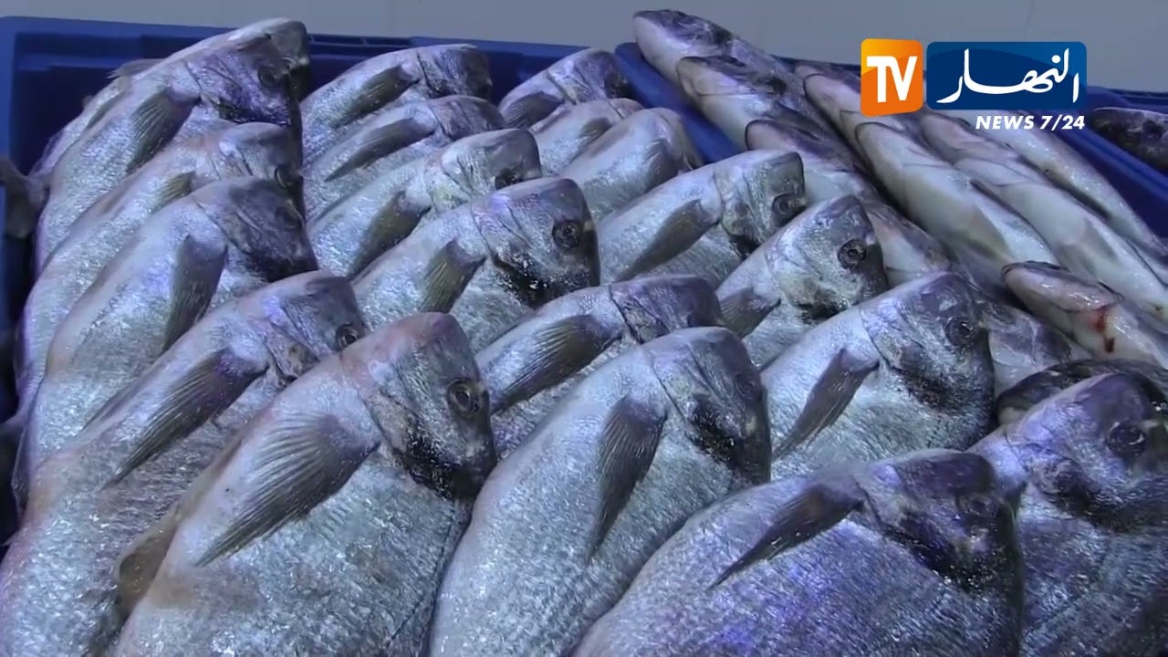 ورقلة: عودة تسويق الأسماك الطازجة بمختلف أنواعها