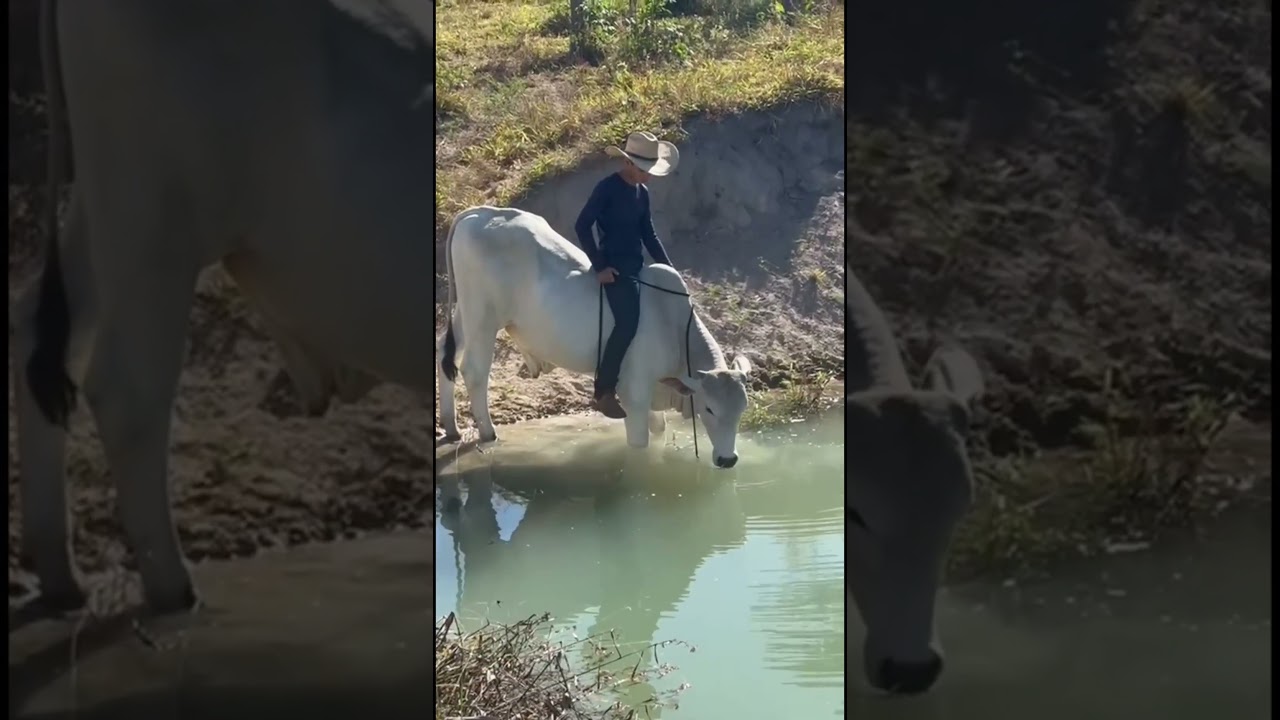 video com intelig&ecirc;ncia artificial #boimanso #fazenda #pecuarista #gado #vidanaro&ccedil;a #vidanaro&ccedil;a #bo