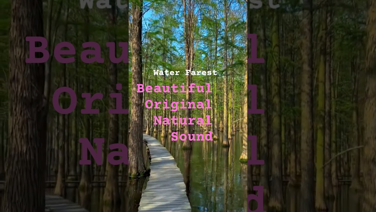 Water Farest and California Coast Original Nature sound 