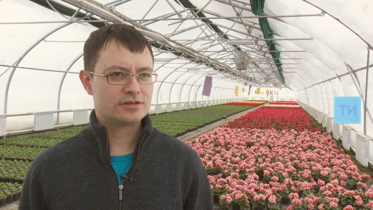 Сделано в Татарстане: «Богородские розы» к 8 марта выращивают тюльпаны в Тюлячах