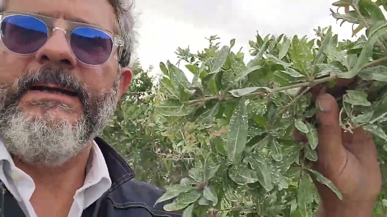 INSETTI INSIDIOSI DEL MELOGRANO E NON SOLO PARTE SECONDA