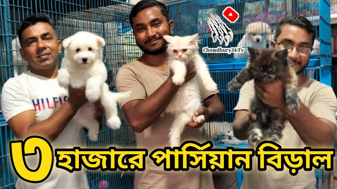 German Shepherd price in katabon 2025| Persian cat price katabon | Dog and cat price in katabon 2025