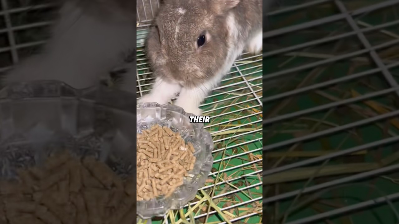 5 секретов кроликов, которые вам НИКОГДА не расскажут! 🐰🤫 #животные #милый #наука #короткийкорм #...