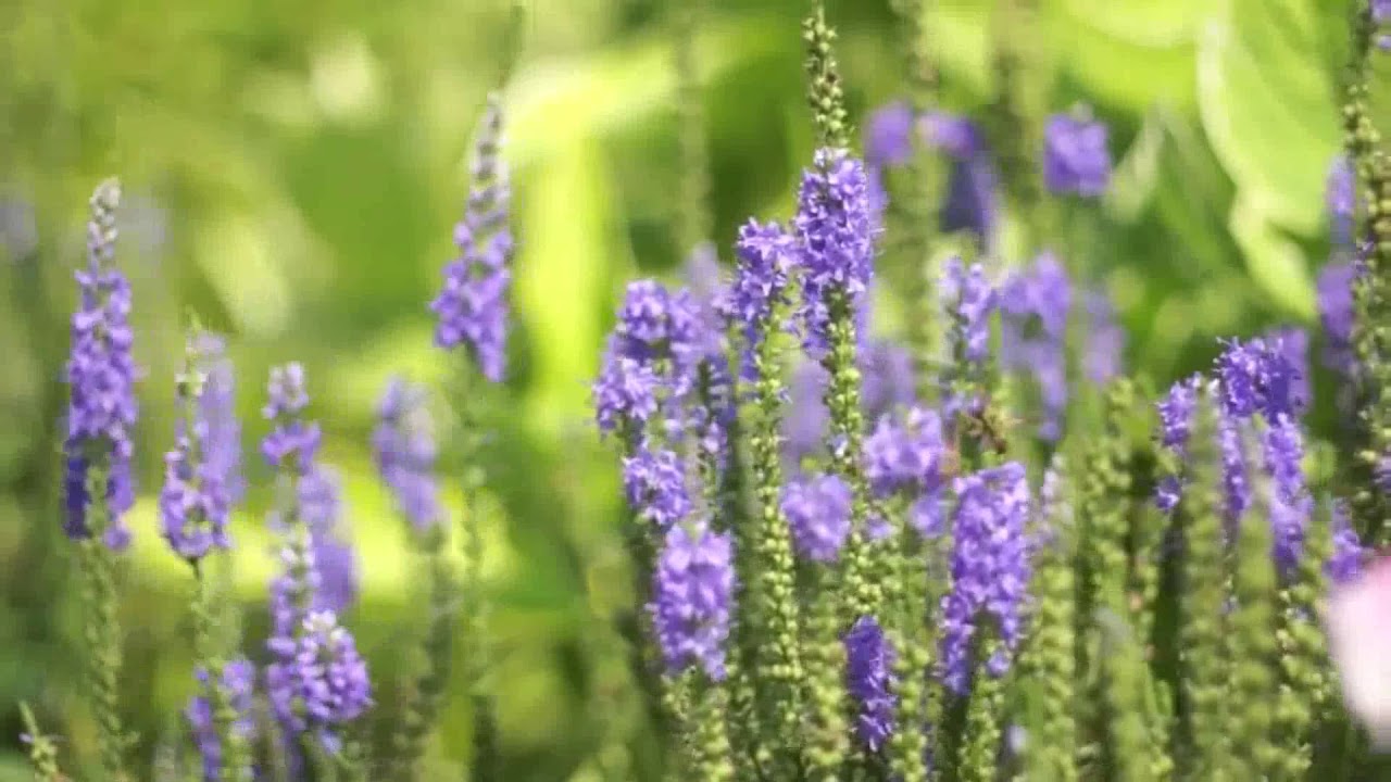 Bees Crawling on Slender Purple Flowers   Free Stock Video1