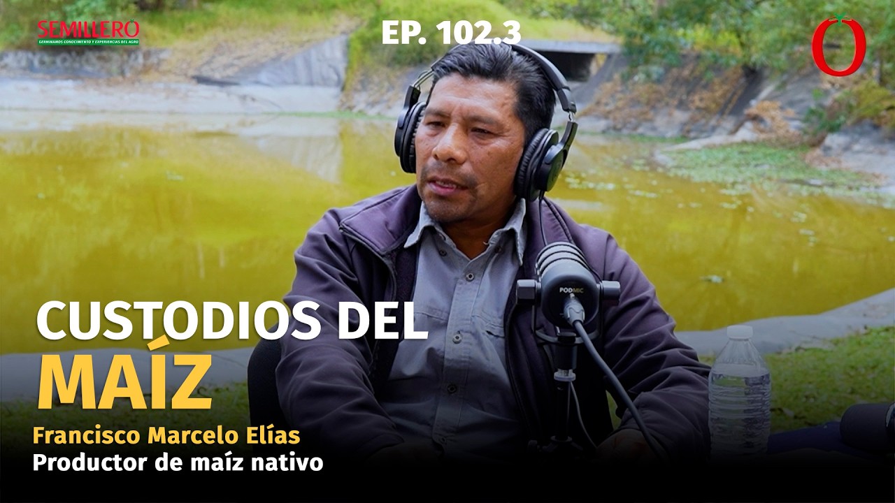 #102.3 Maíz nativo en la meseta purépecha: producir más sin perder la raíz | Francisco Marcelo Elías