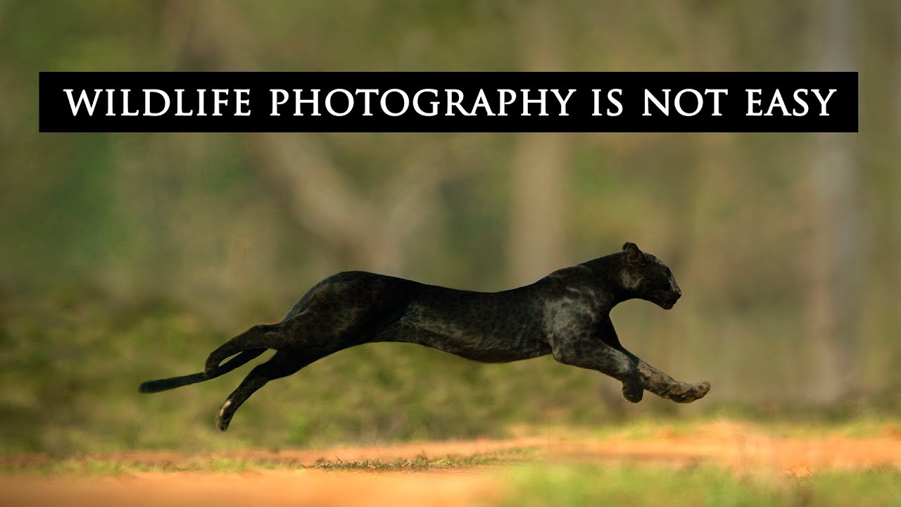 Three of My MOST Challenging Wildlife Photographs