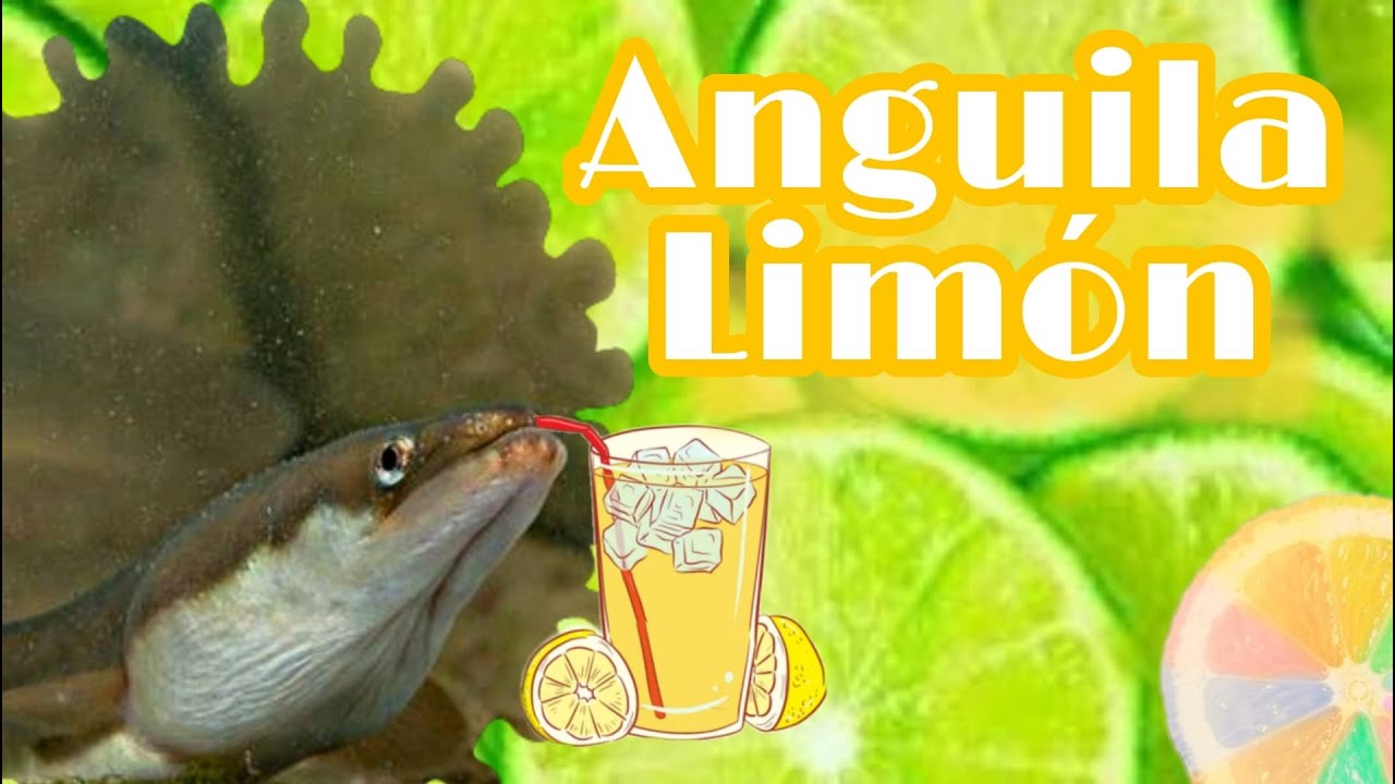 👉 Cómo cuidar a una ANGUILA LIMÓN???🐍🍋 👌 #acuariofilia #anguila #anguilalimón #limon