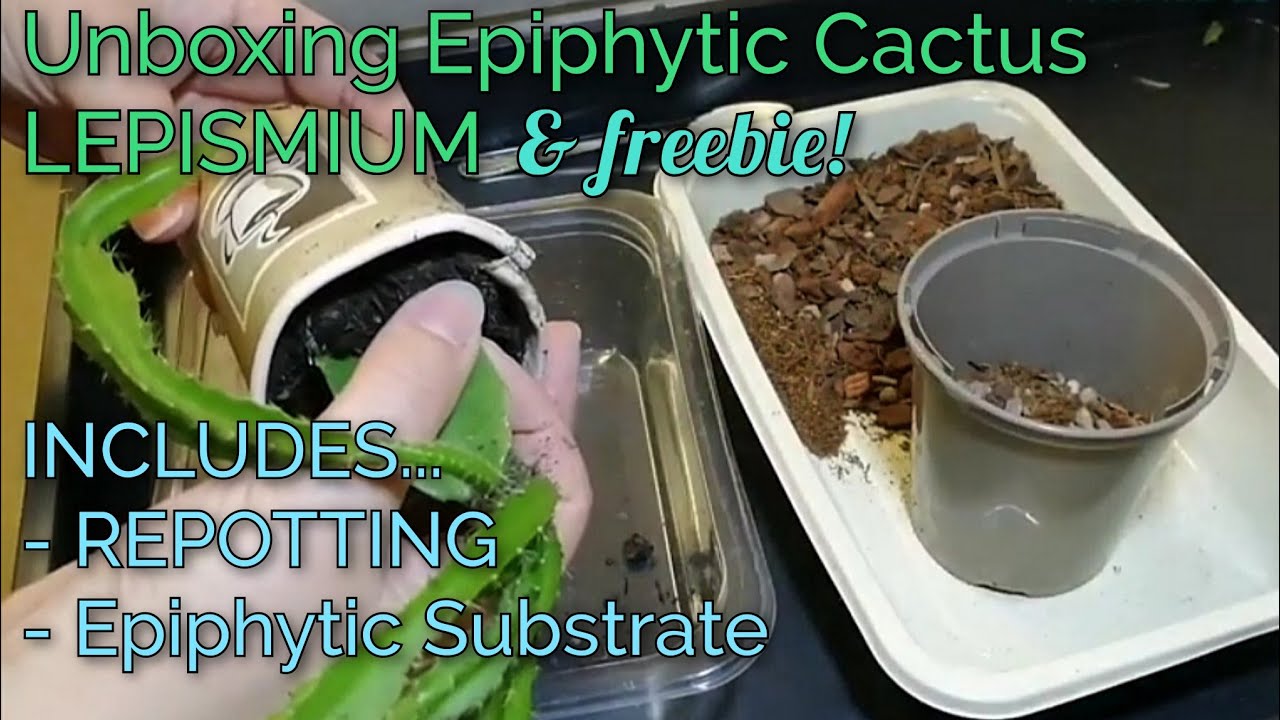 UNBOXING LEPISMIUM Cactus & freebie Plant | Includes REPOTTING Using Epiphytic Soil Mix