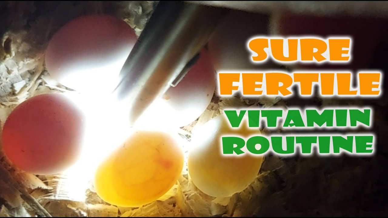 SURE NA FERTILE - VITAMIN ROUTINE