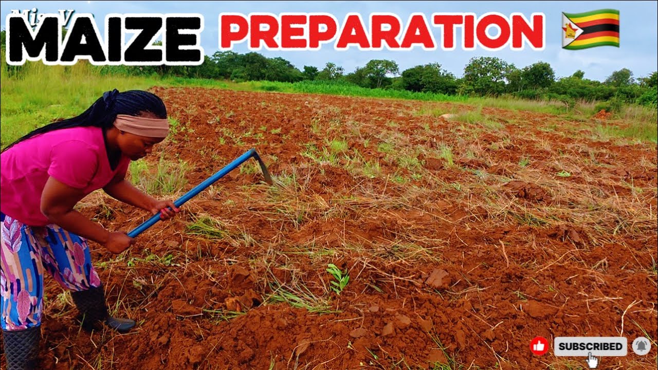 The Next Stage After Tractor Cultivation | Village Farming 🇿🇼