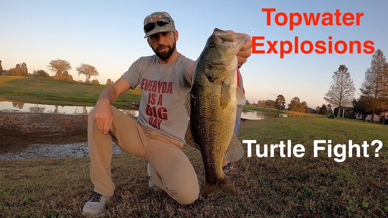 Bass fishing with Pop-r! Topwater strikes. We catch a Turtle?