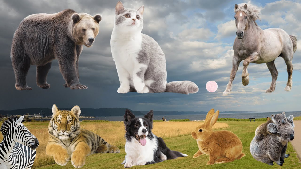 Distinguishing Farm Animals: Bear, Cat, Horse, Tiger, Zebra, Dog, Rabbit - Farm Animal Sounds