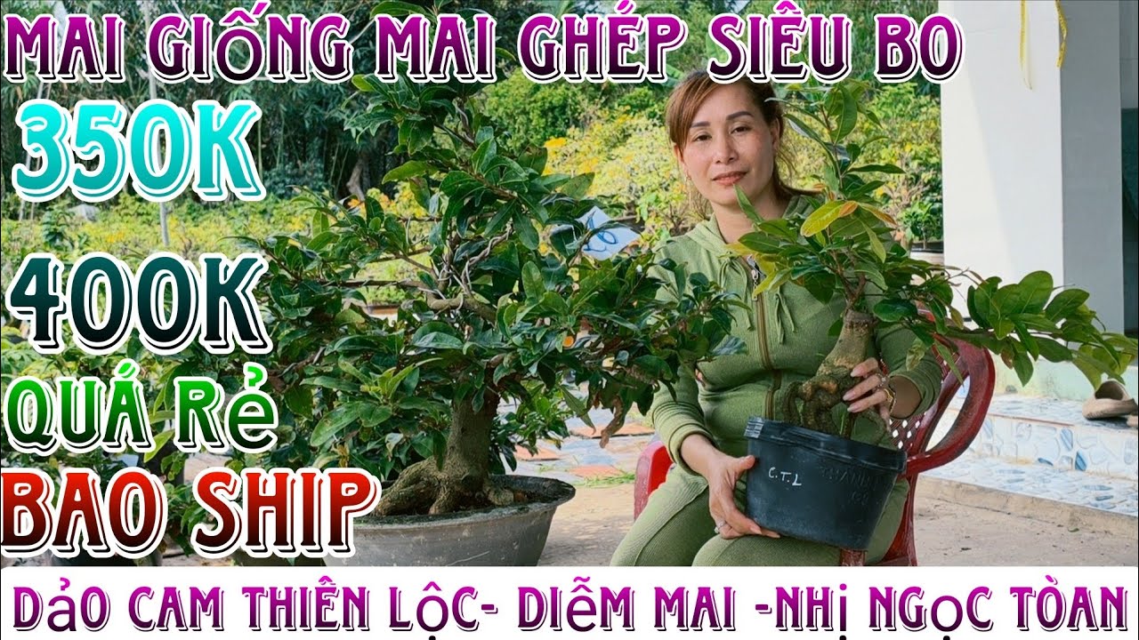 26/2/2026☎️0395531739(chắc nguyễn)🔥xổ rẻ dọn vườn 28 mã số hàng bonsai già mùa đế víp lấy siêu bo