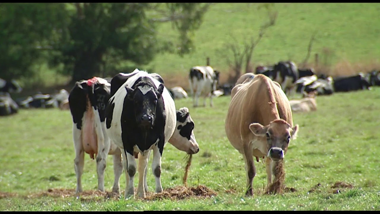 The Farm process in Australian Dairy