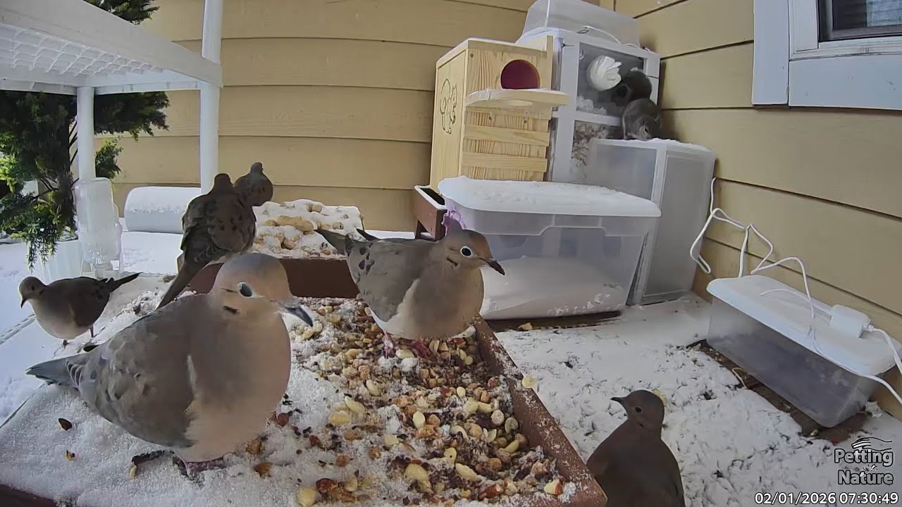 SNOW! Squirrels, Doves, Mockingbirds, Adorable! At the feeder 2026-02-01