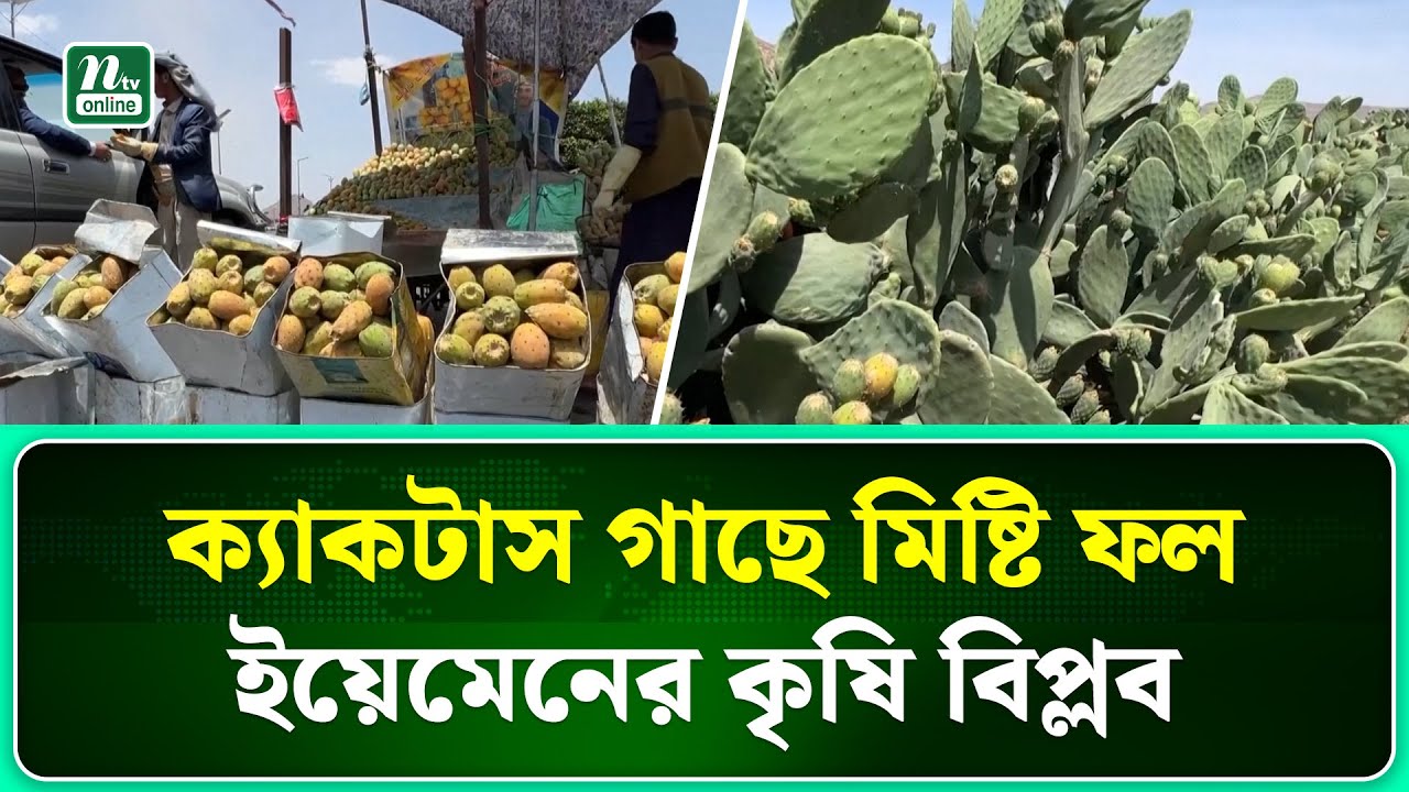 ক্যাকটাস গাছে মিষ্টি ফলের চাষ করে তাক লাগালো ইয়েমেন  | NTV News