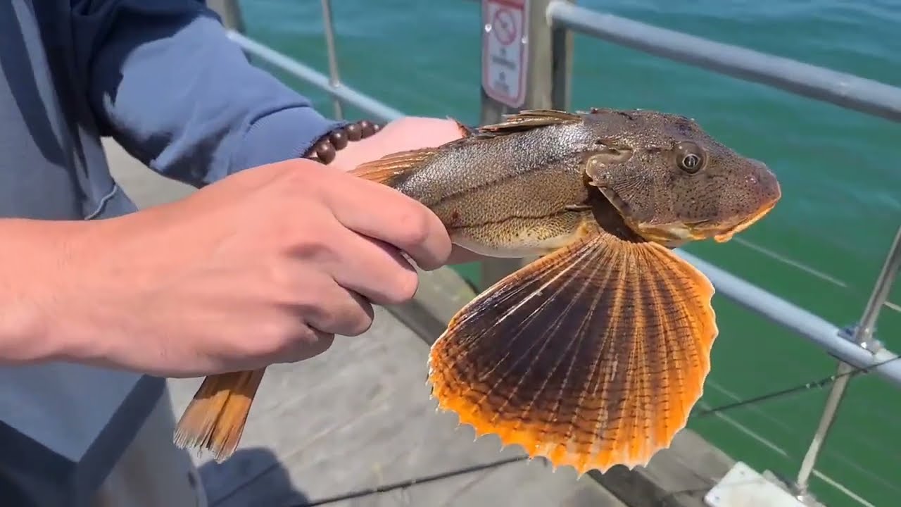 Pier Fishing at Martha's Vineyard
