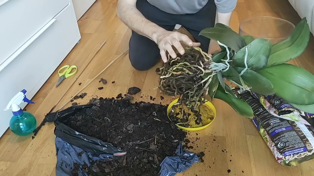 Trasplante phalaenopsis gigante.