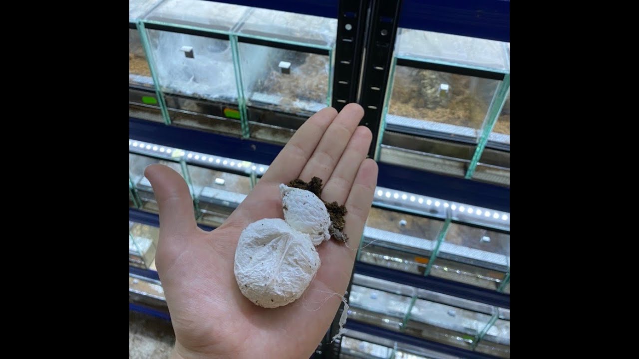 #10 ODBIERAMY DWA KOKONY! Poecilotheria fasciata & Psalmopoeus reduncus