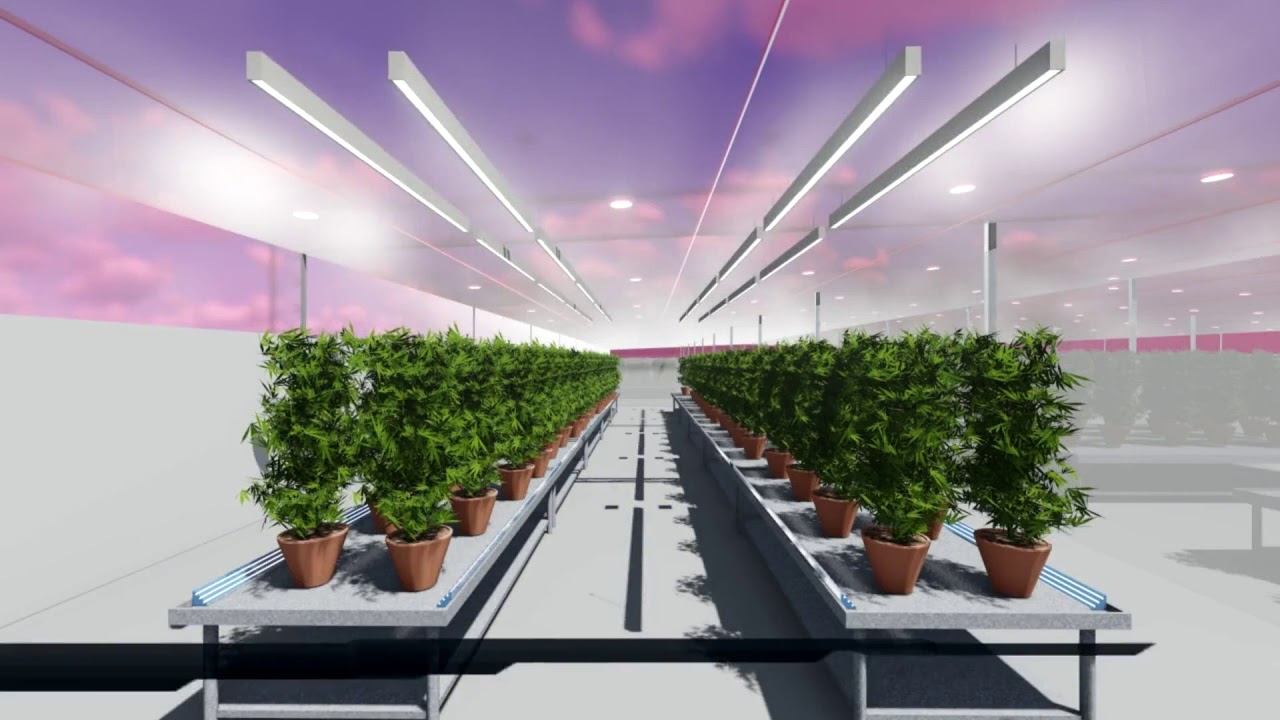 AGT Hybrid Greenhouse – Medical Cannabis Cultivation