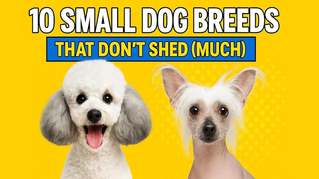 Hypoallergenic Dogs: 10 Small Dog Breeds That Don't Shed (Perfect for Allergy Sufferers)