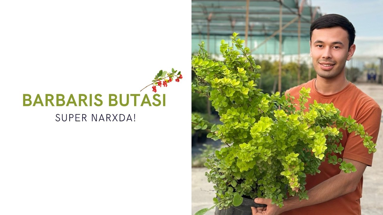 Barbaris butalari