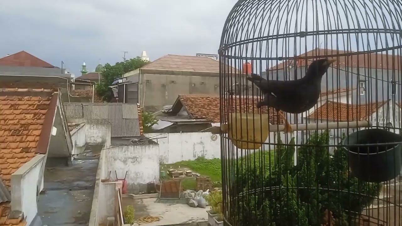 Jalak kebo Mata kuning