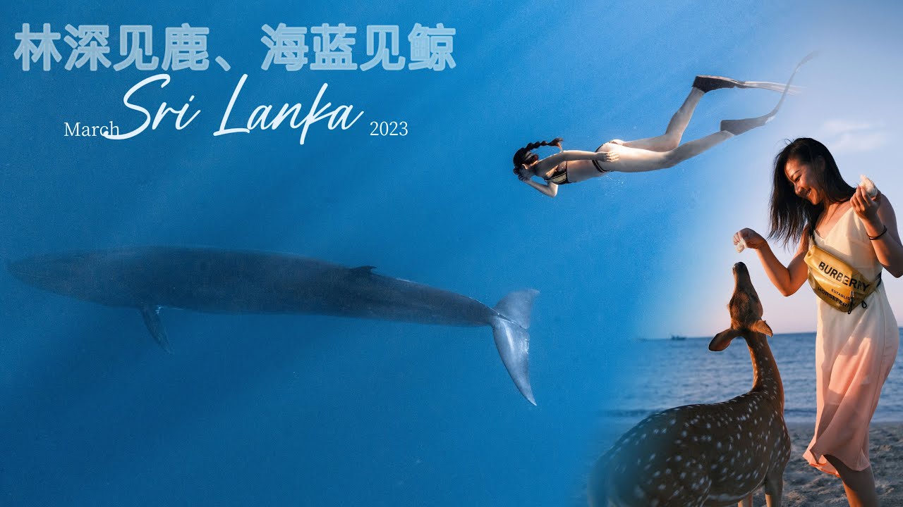 【斯里兰卡🇱🇰/ Sri Lanka】📍2023追鲸！🤩我们同框大鲸鱼啦👏🏻蓝鲸/ Blue Whales🐋 see you next time/ 下次见✔️