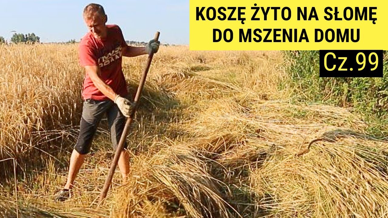 Koszę żyto na słomę do optykania domu. Prawdziwie wiejskie klimaty. Siedlisko Damdyla cz. 99