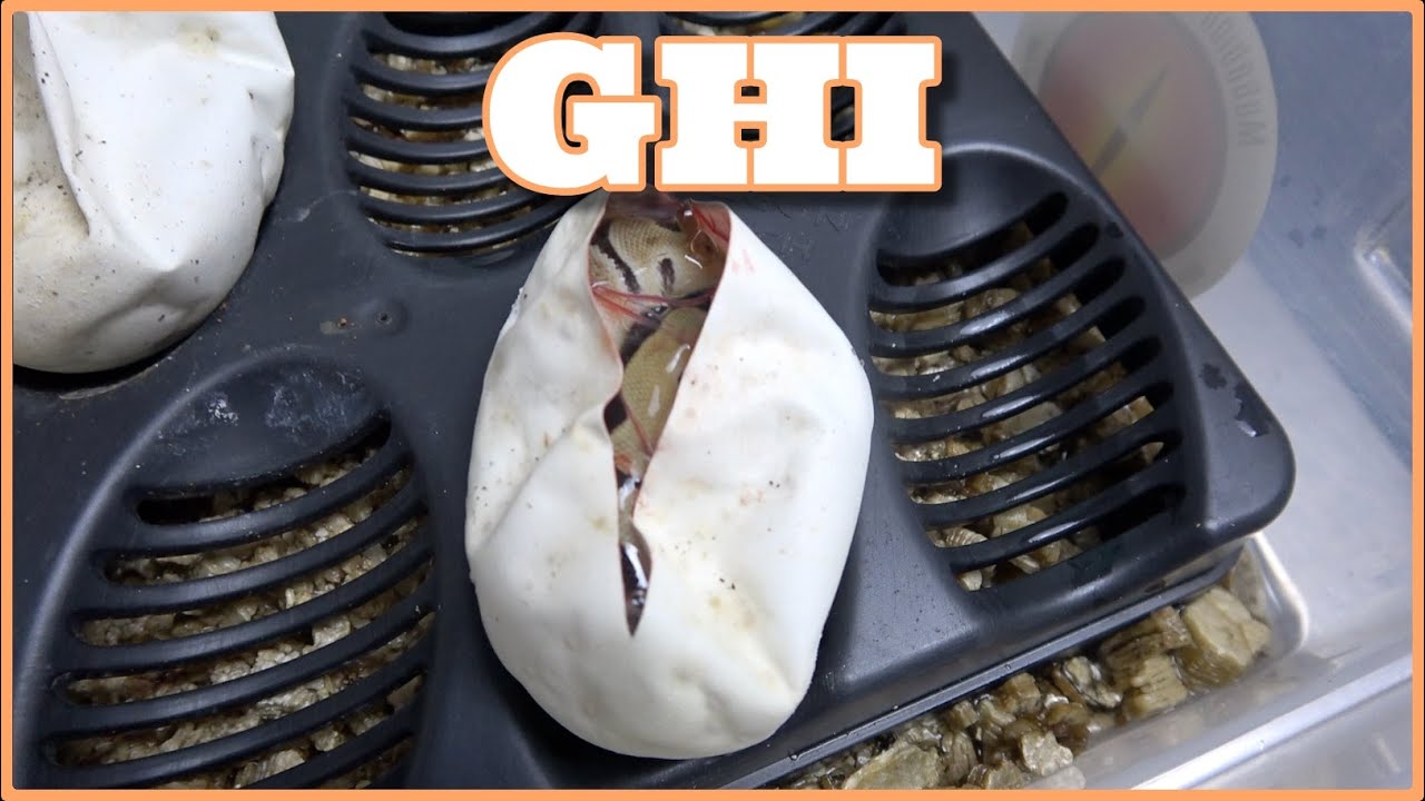 GHI CLOWNS! Egg Cutting #151
