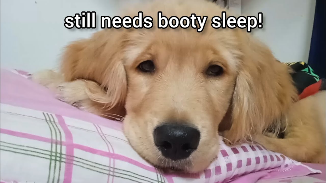 Lazy Dog won't get out of Bed